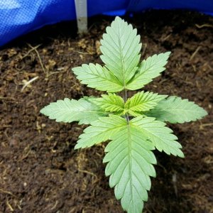 crop king seeds white widow