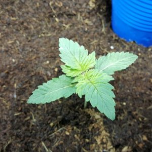 crop king seeds white widow