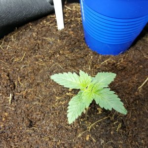 crop king seeds white widow