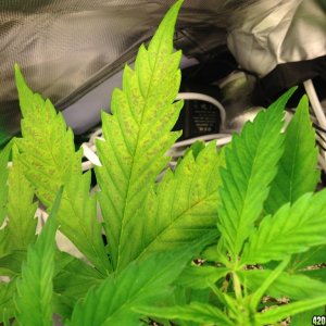 Blue Mystic deficiency