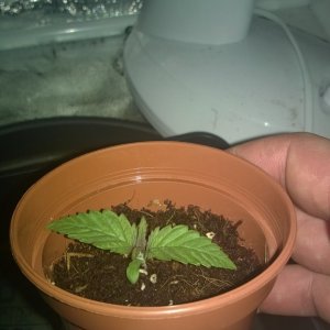 HELP- not growing vertically!