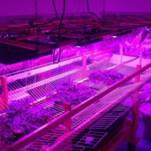 Spider COB LED Grow Light