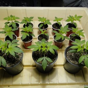 Jilly Bean Seedlings-Day 15