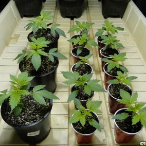 Jilly Bean Seedlings-Day 15