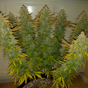 AK48 Day 128 Pic 1