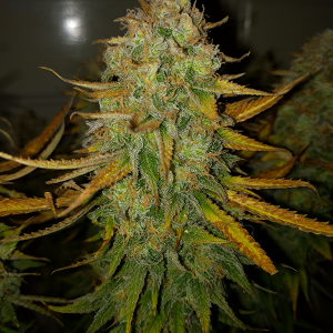 AK48 Day 128 Pic 3