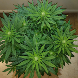 Wonder Woman Clone Day 64 Pic 1