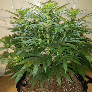 Wonder Woman Clone Day 64 Pic 2