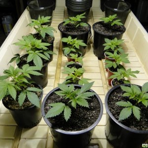 Jilly Bean Seedlings-Transplant Day