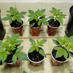 Jilly Bean Seedlings-Transplant Day