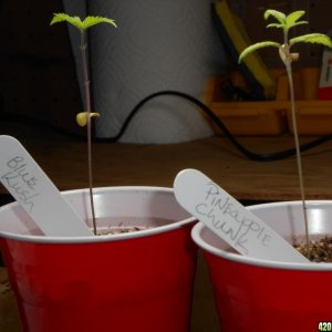 Sick seedlings