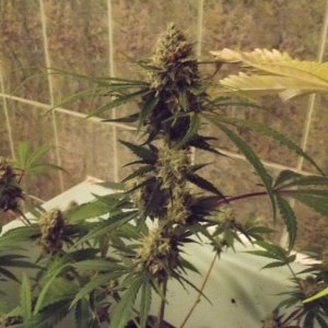 skunk 1 week 7 flowering