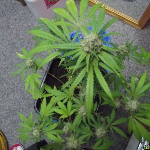 skunk 1 week 7 flowering