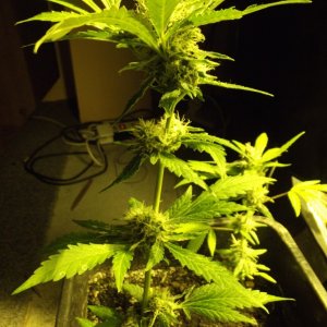 2 skunk little clones flowering .