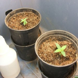 3 seedlings