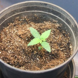 Seedling 1