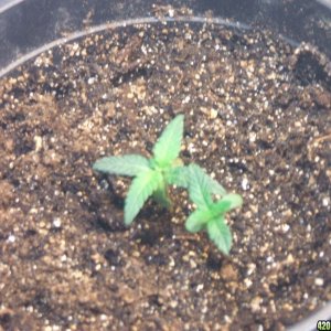 Seedling 2 and 3