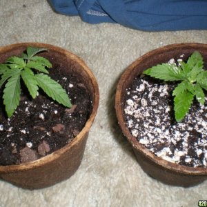 my first grow. 14 days old