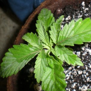 14days old, first grow