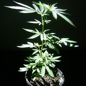 Hindu sKuNk