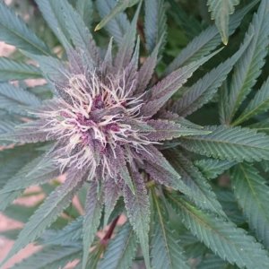 purple kush flower