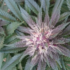 purple kush flower