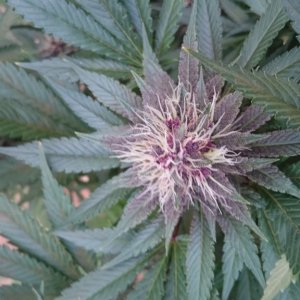 purple kush flower