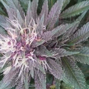 purple kush flower