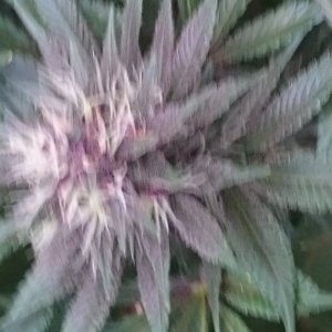 purple kush flower