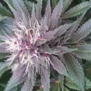 purple kush flower