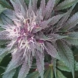 purple kush flower