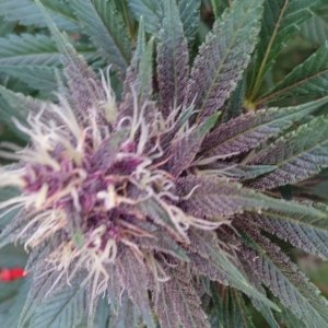 purple kush flower