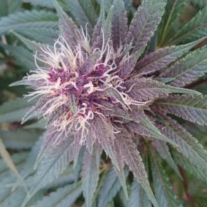 purple kush flower