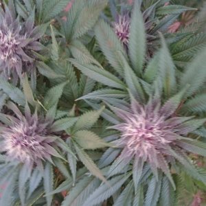 purple kush flower