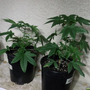 Dark Angel left White Cookies right