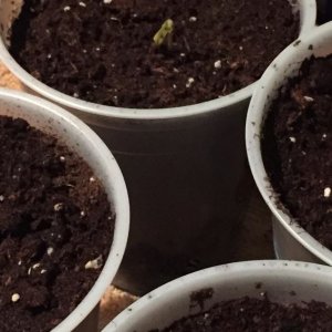 Seedlings / Nutes