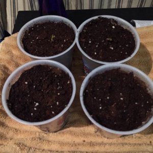 Seedlings / Nutes
