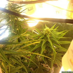 Flowering/budding cannabis plant seeds first grow lst