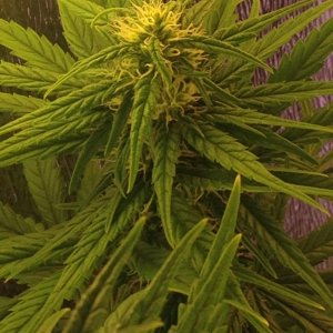 Flowering/budding cannabis plant seeds first grow lst