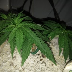 6 weeks veg