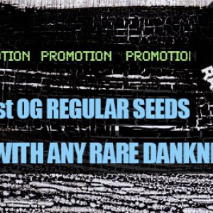 Rare Dankness Promo