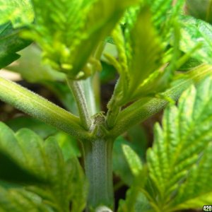 Jilly Bean Seedlings-Week 3