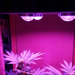 Spider COB LED Grow Light