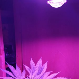 Spider COB LED Grow Light