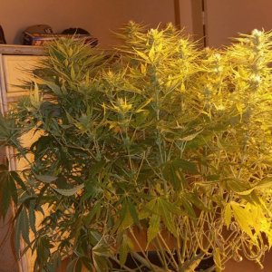 Skunk 11 weeks old, 4 weeks flowering