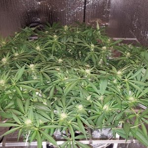 White Widow 2 in Portable ScrOG
