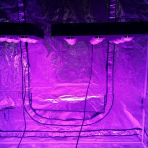 Spider COB LED Grow Light