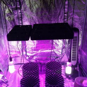 Spider COB LED Grow Light