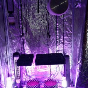 Spider COB LED Grow Light