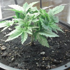 Barbara Bud Veg Week 3 (Day 24)